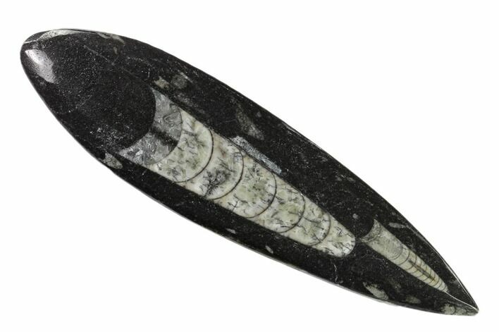 Polished Fossil Orthoceras (Cephalopod) - Morocco #138409